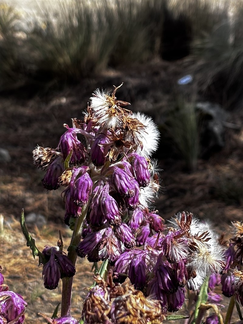 Senecio roseus photo 6