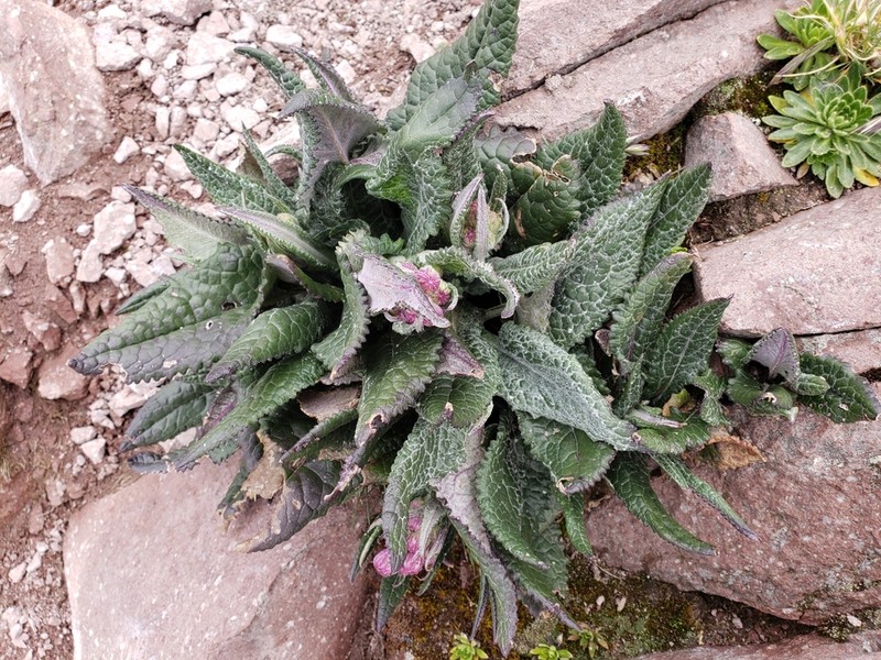 Senecio roseus photo 7