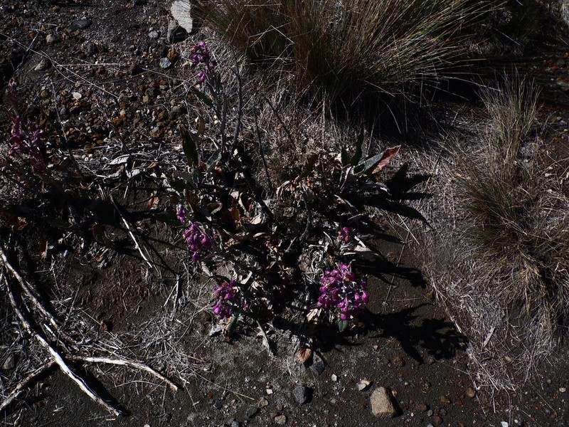 Senecio roseus photo 8