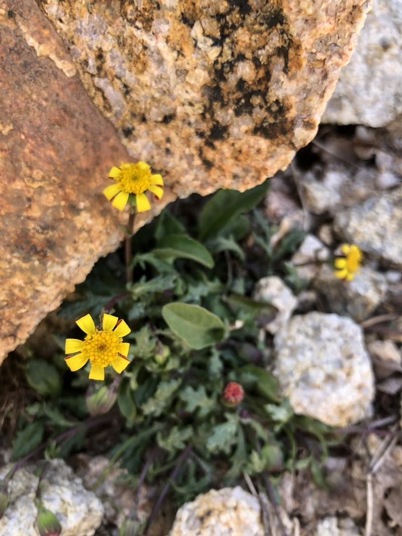 Senecio rosinae