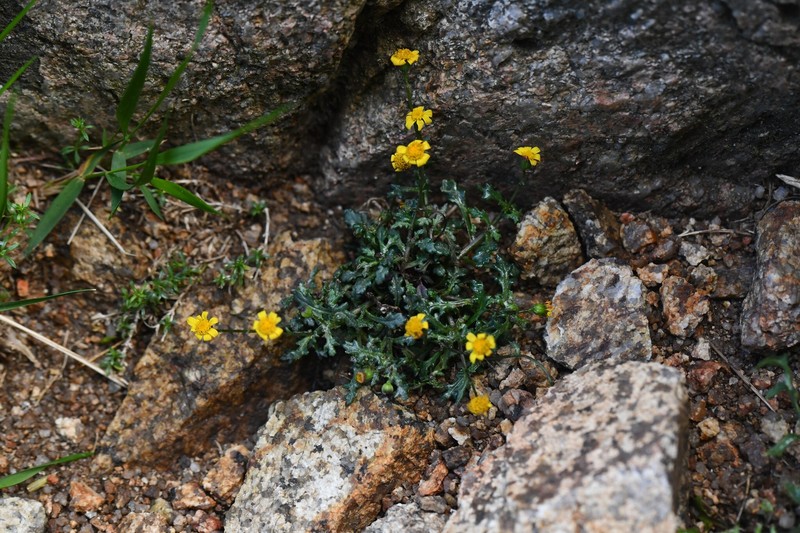 Senecio rosinae photo 3