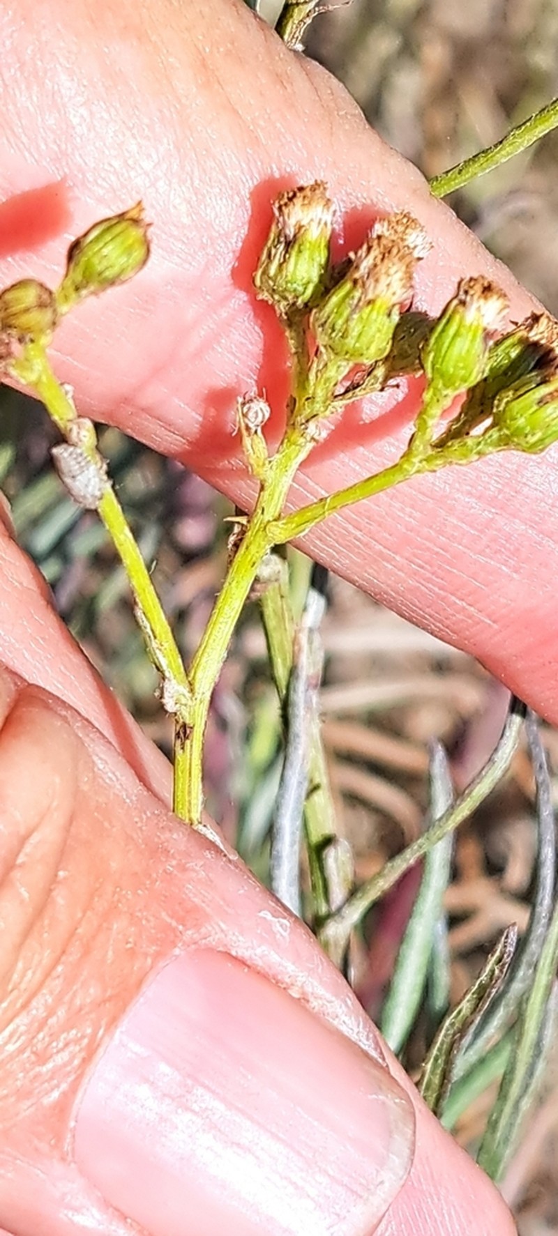 Senecio rosmarinifolius