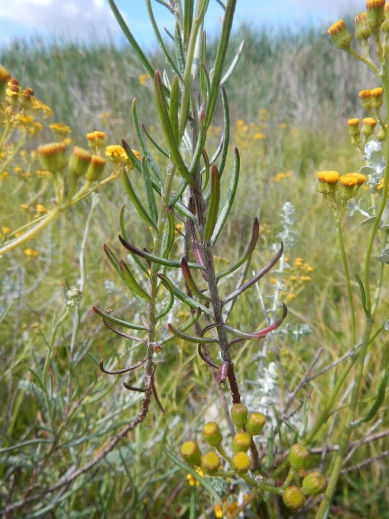 Senecio rosmarinifolius photo 2