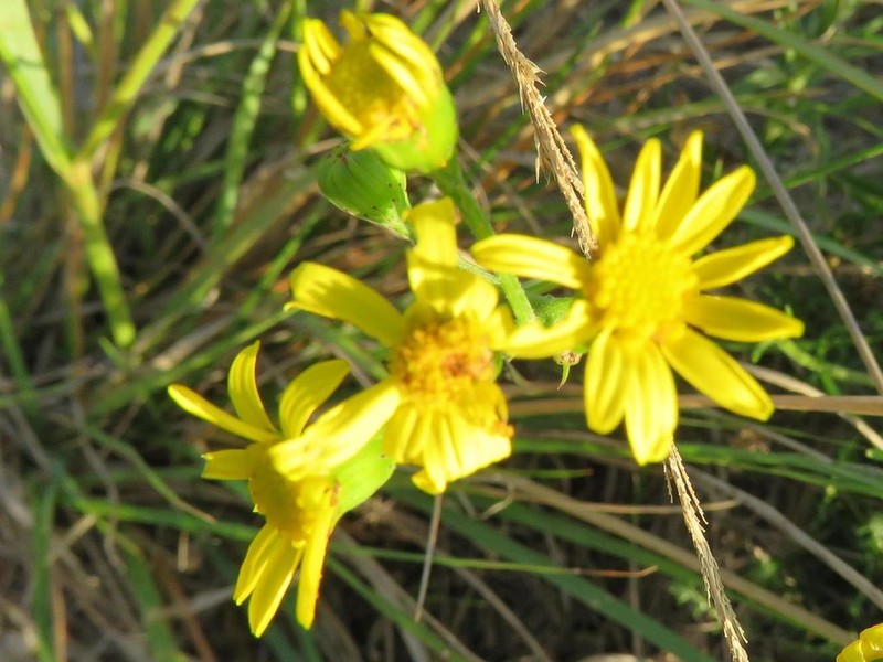 Senecio rosmarinifolius photo 3