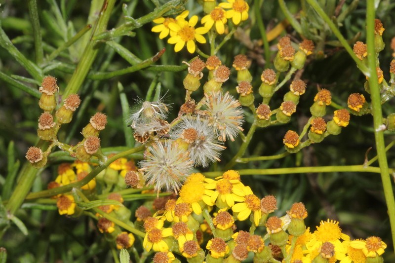 Senecio rosmarinifolius photo 4