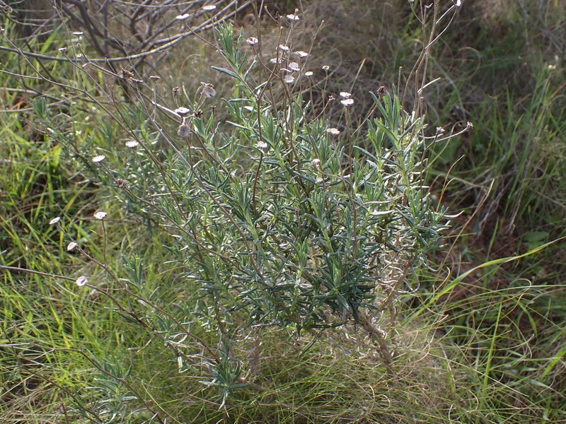 Senecio rosmarinifolius photo 5