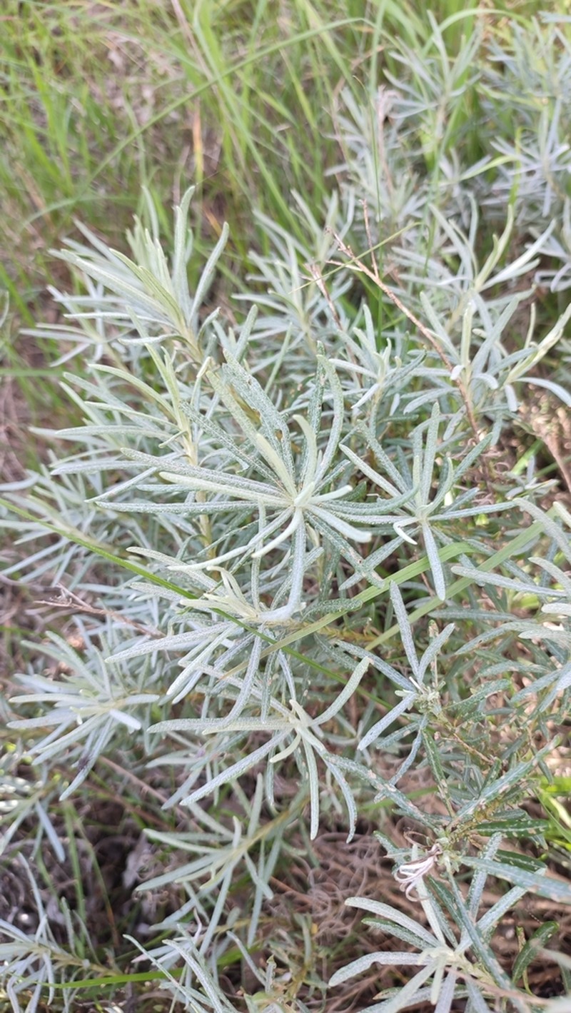 Senecio rosmarinifolius photo 6
