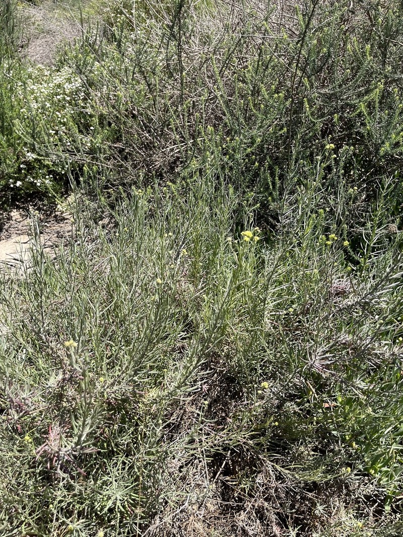 Senecio rosmarinifolius photo 7