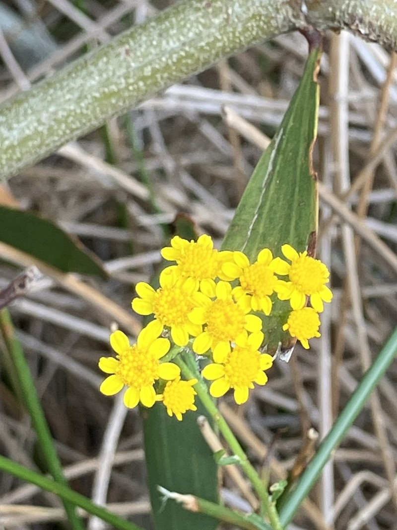 Senecio rosmarinifolius photo 8