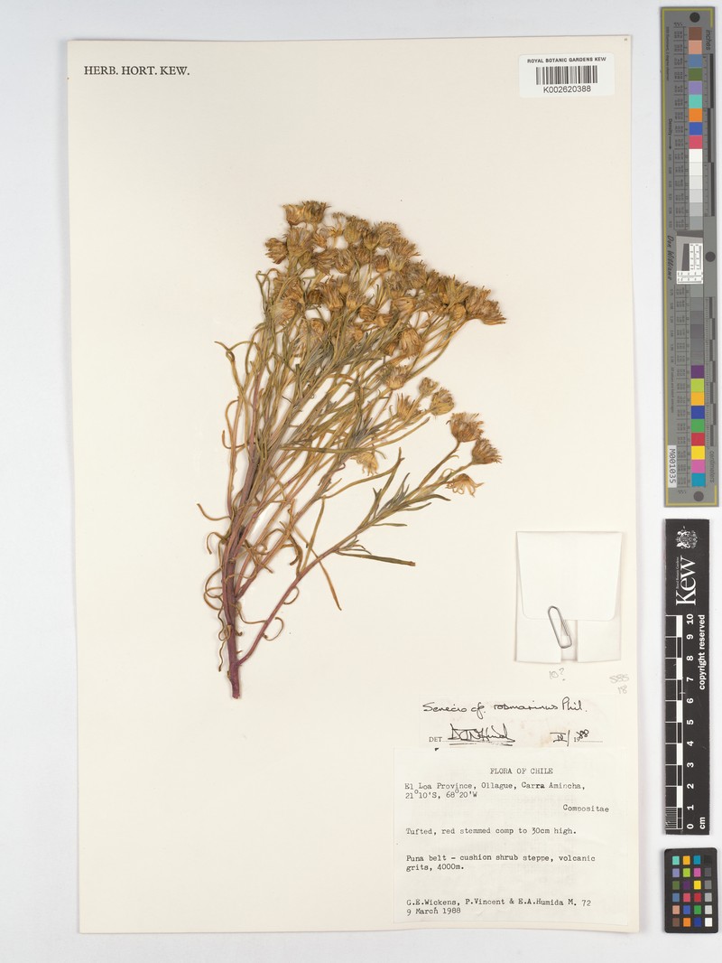 Senecio rosmarinus