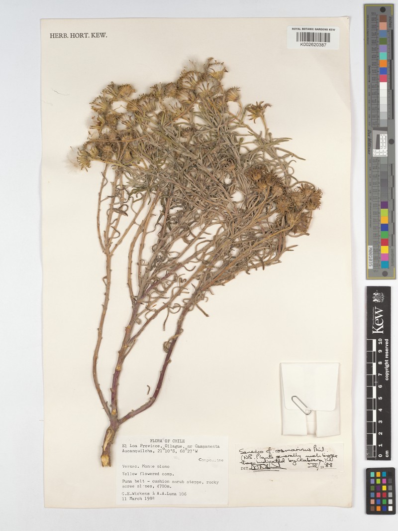 Senecio rosmarinus photo 2