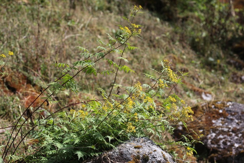 Senecio royleanus photo 3