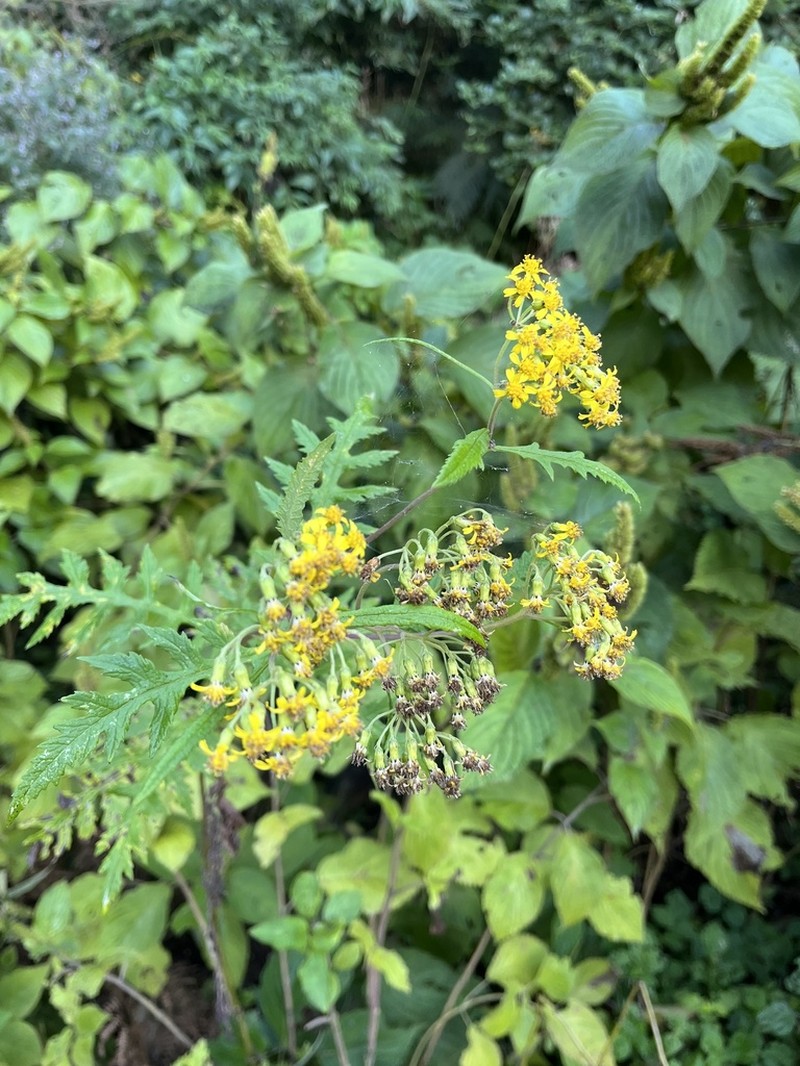 Senecio royleanus photo 4