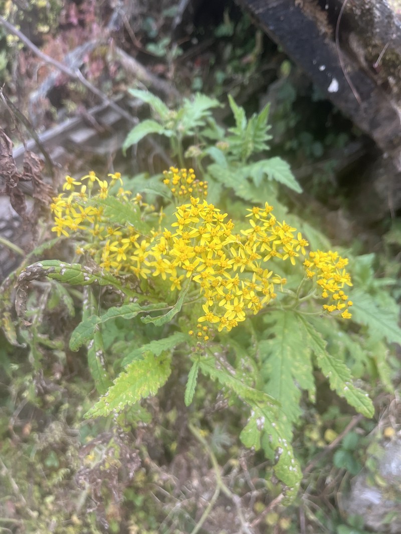 Senecio royleanus photo 6