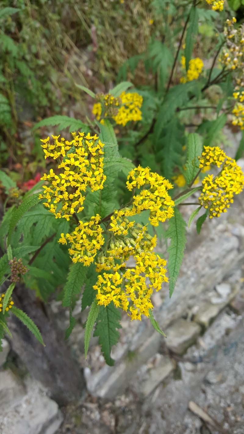 Senecio royleanus photo 7