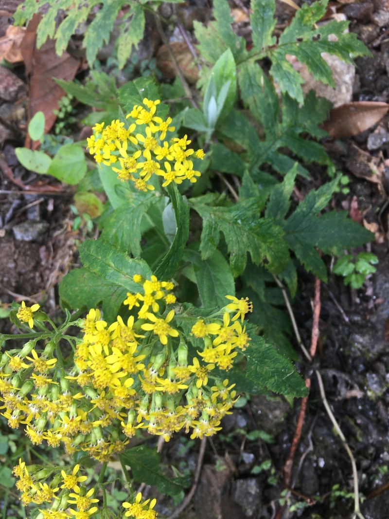 Senecio royleanus photo 8