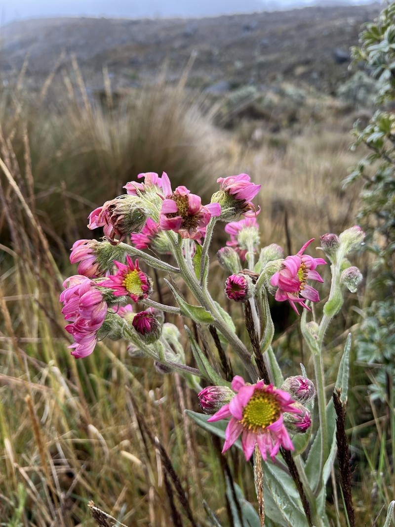 Senecio rubrilacunae