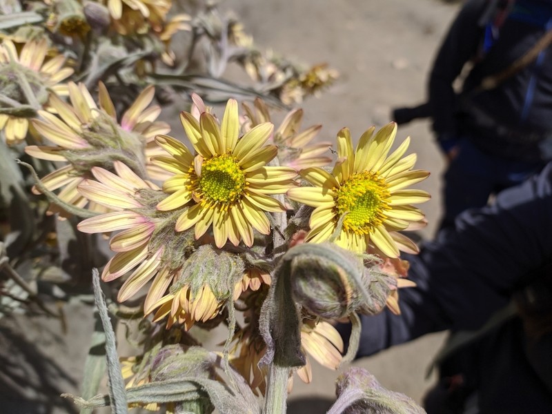 Senecio rubrilacunae photo 2