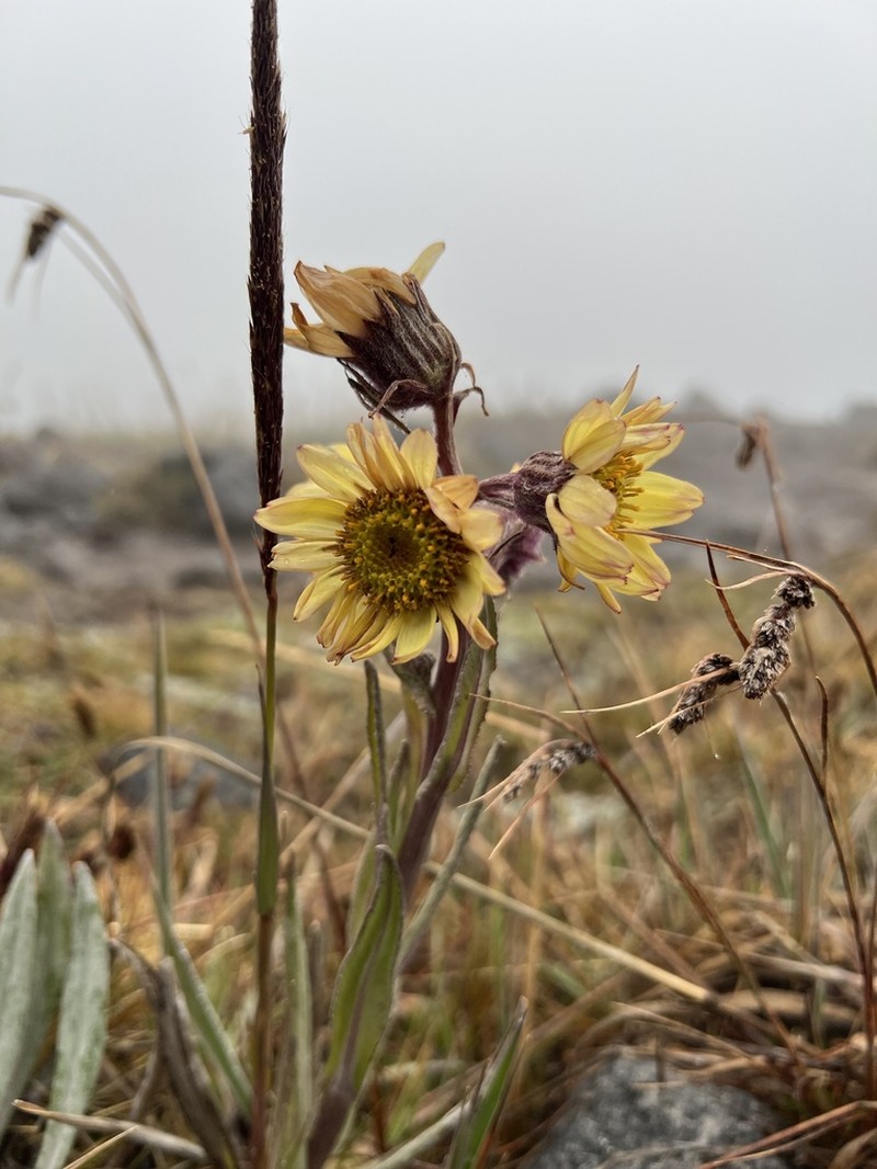 Senecio rubrilacunae photo 3