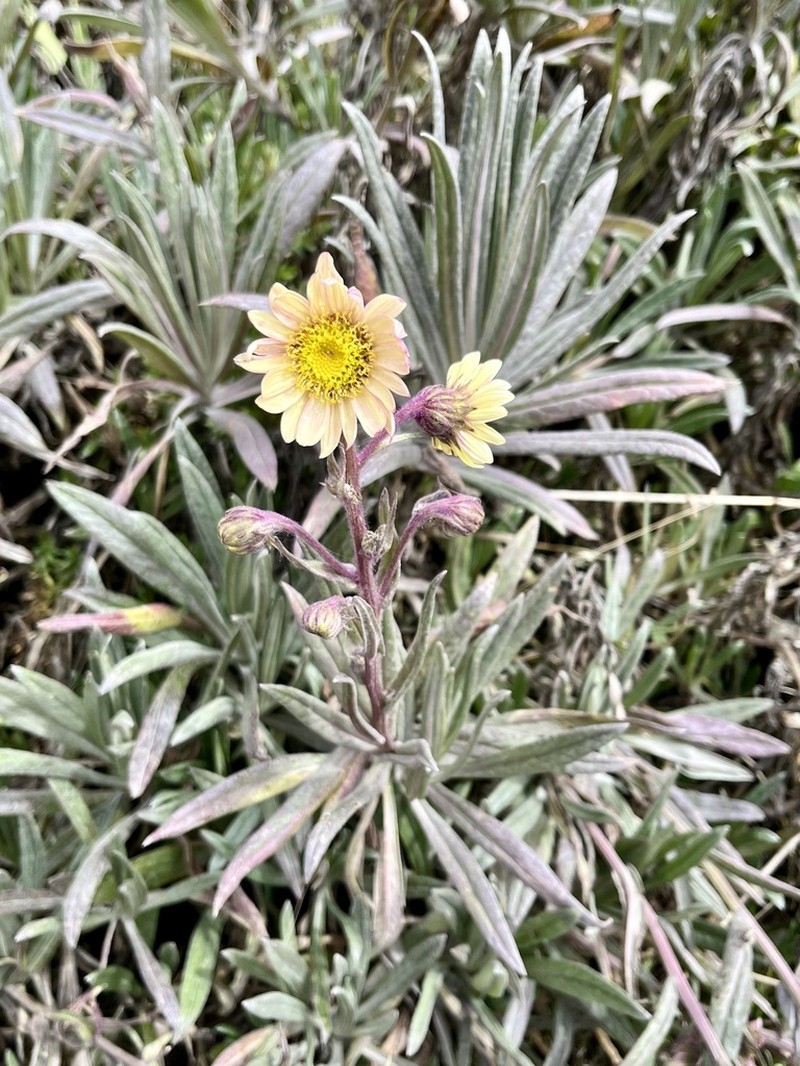 Senecio rubrilacunae photo 4