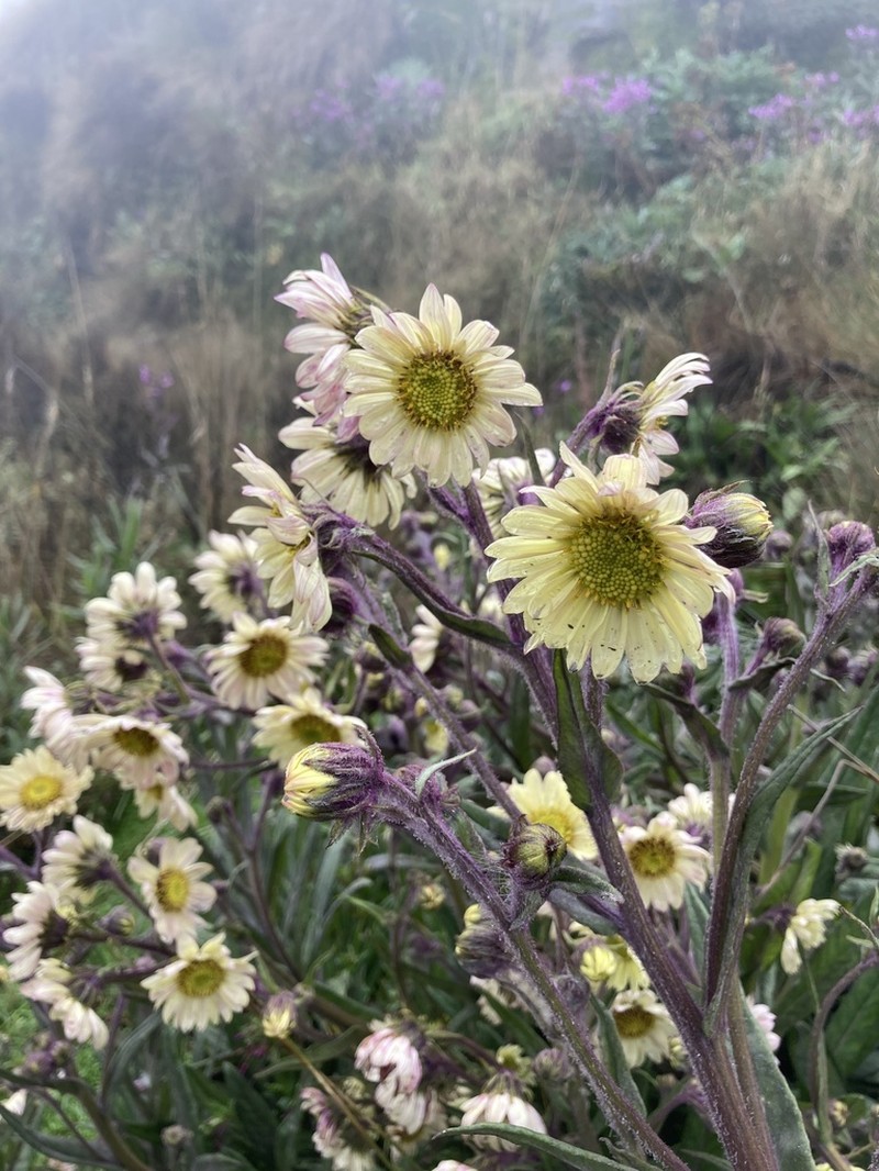 Senecio rubrilacunae photo 5