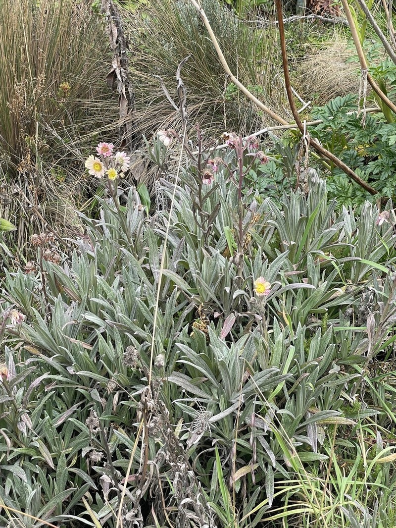 Senecio rubrilacunae photo 6
