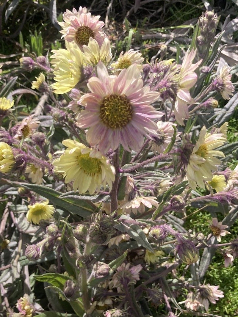 Senecio rubrilacunae photo 7