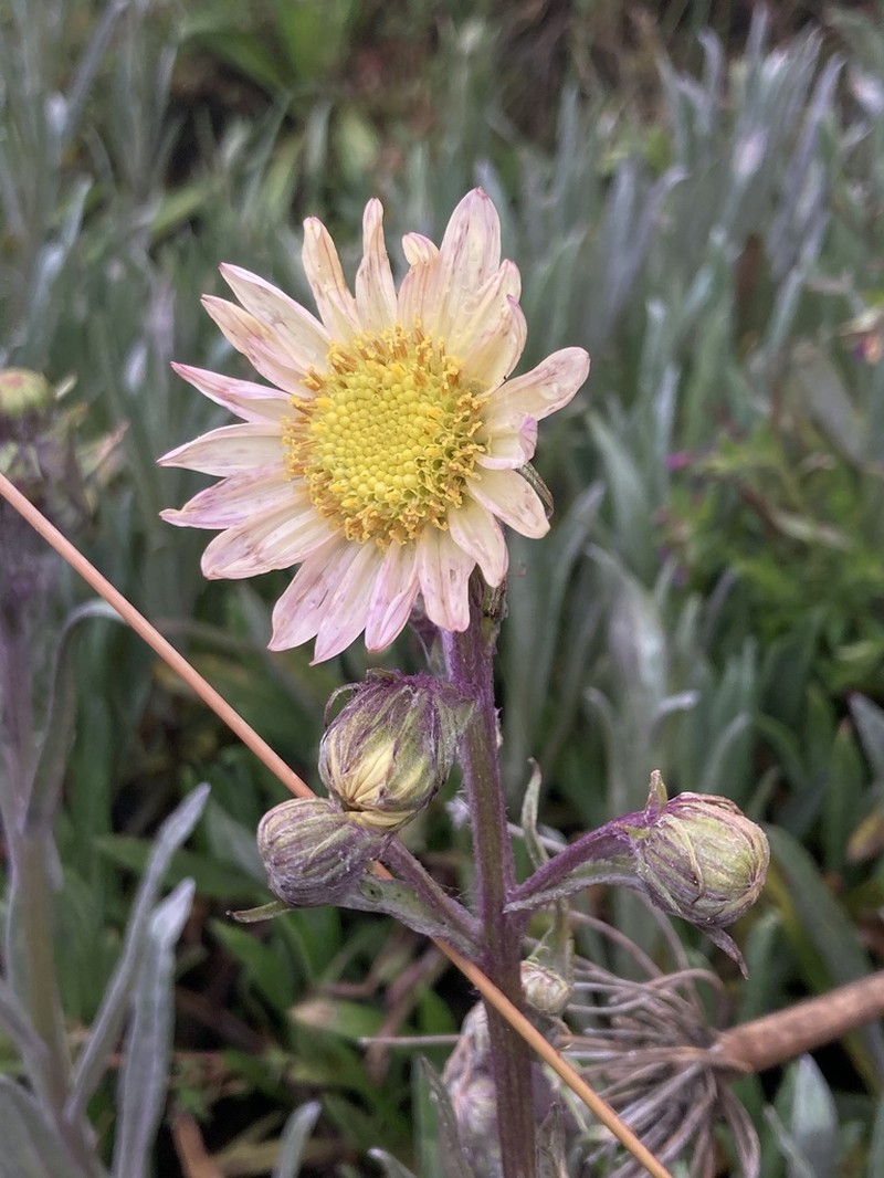 Senecio rubrilacunae photo 8