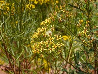 Senecio rudbeckiifolius