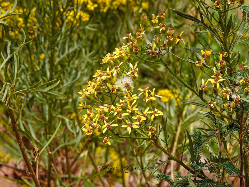 Senecio rudbeckiifolius