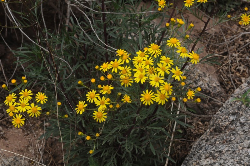 Senecio rudbeckiifolius photo 2