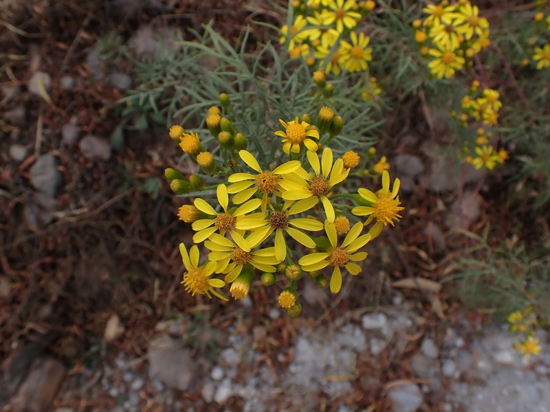 Senecio rudbeckiifolius photo 3
