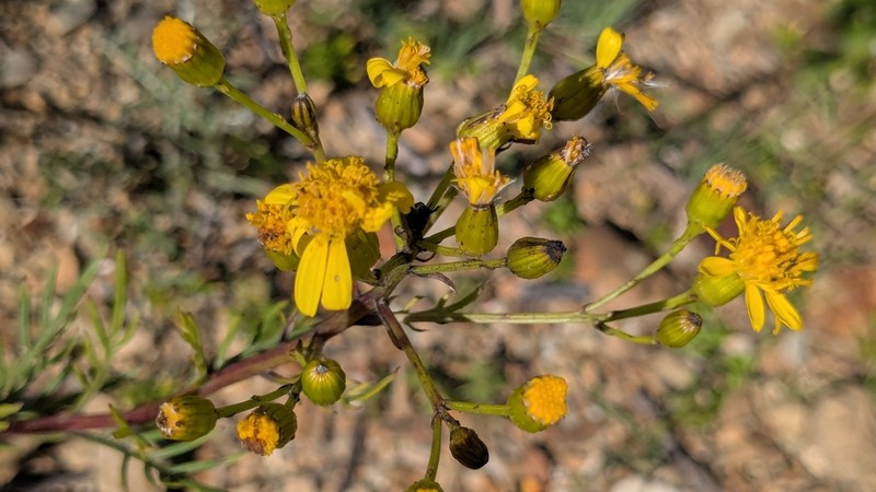 Senecio rudbeckiifolius photo 4