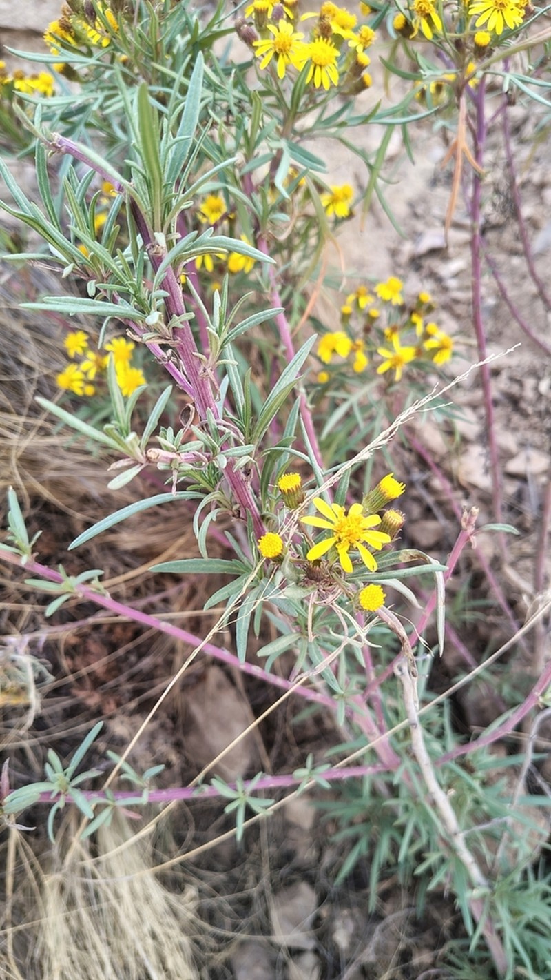 Senecio rudbeckiifolius photo 8
