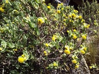 Senecio rufescens