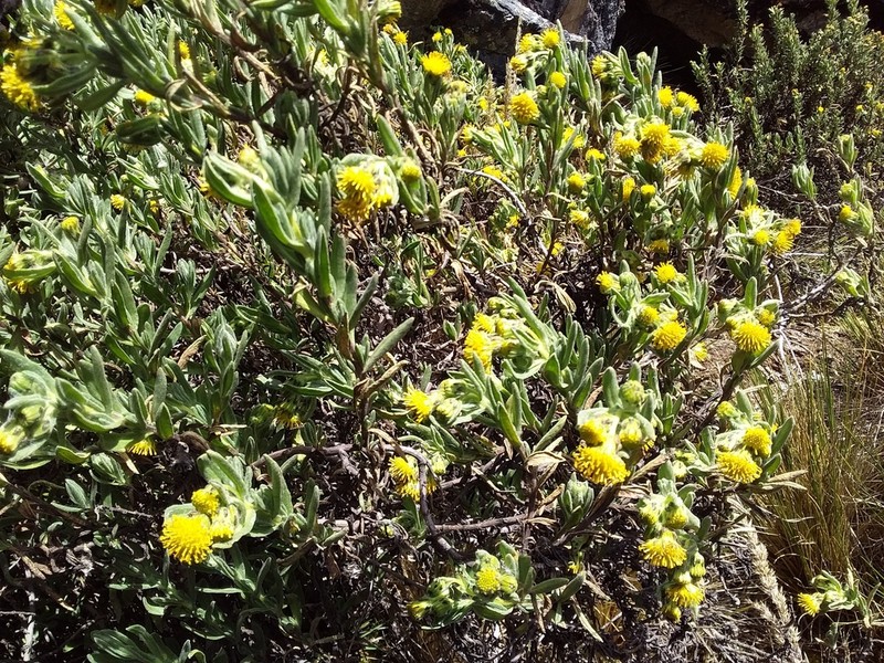 Senecio rufescens