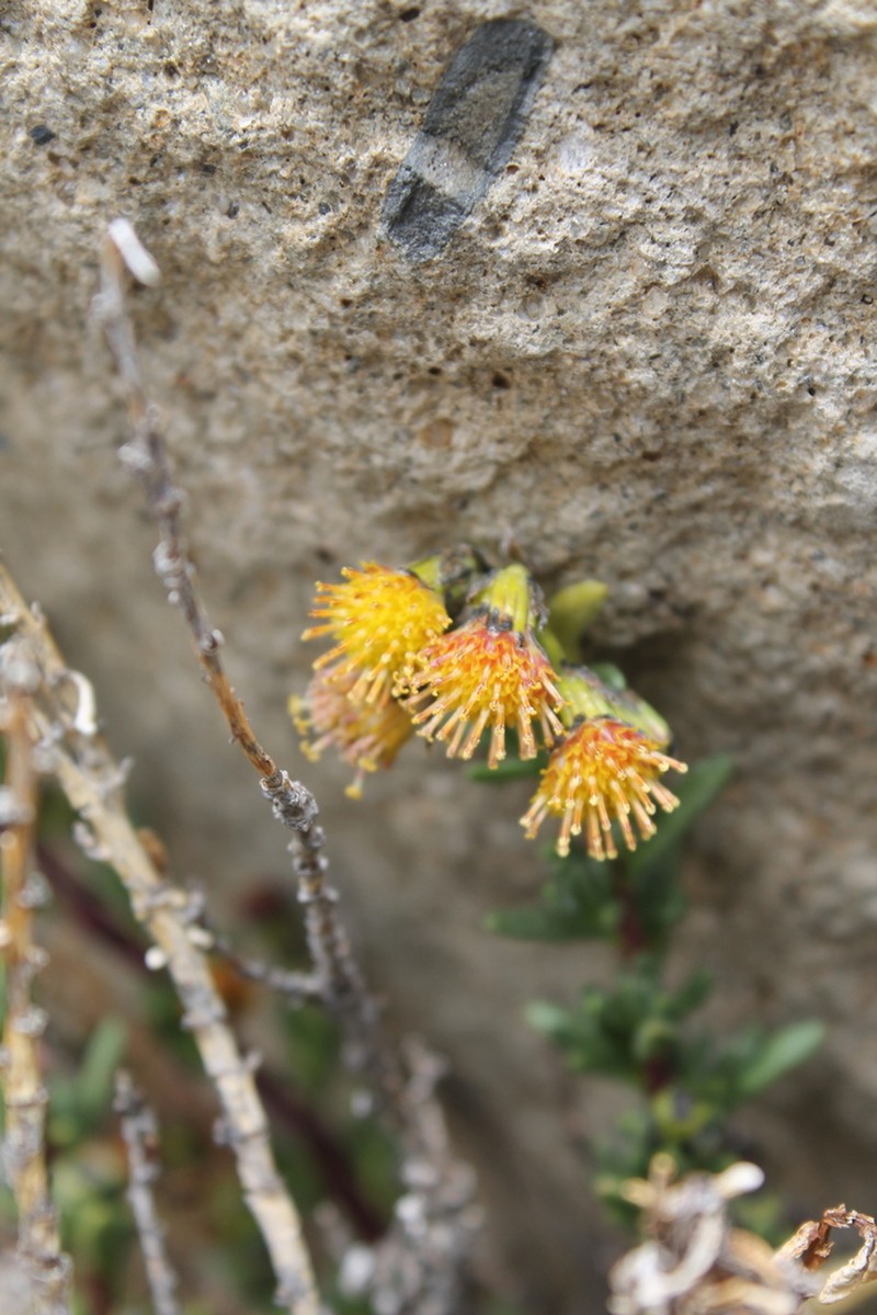 Senecio rufescens photo 2