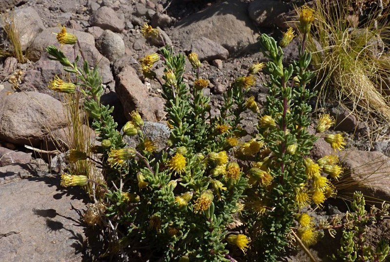 Senecio rufescens photo 3