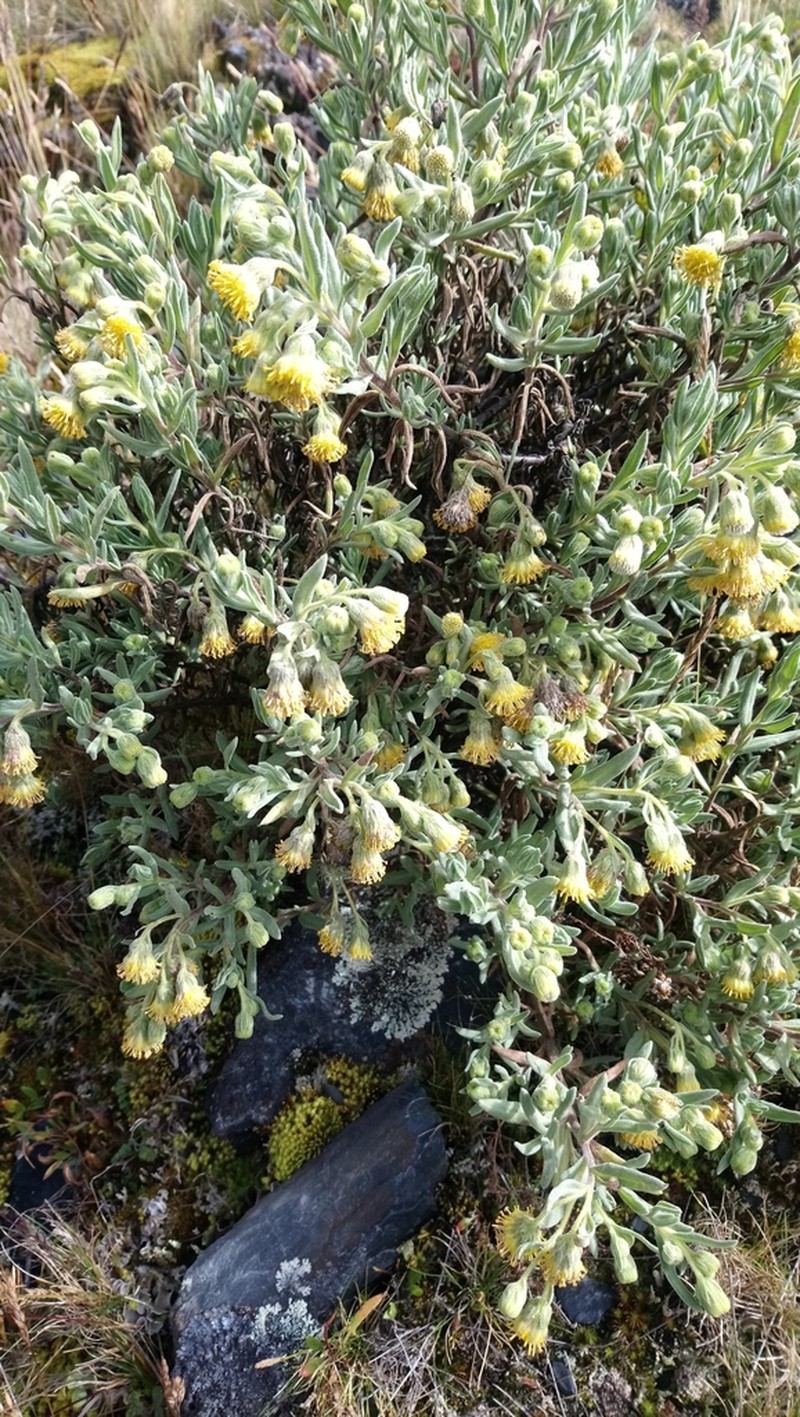 Senecio rufescens photo 4