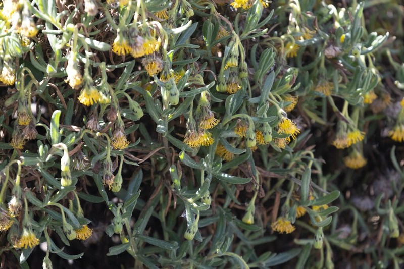 Senecio rufescens photo 5
