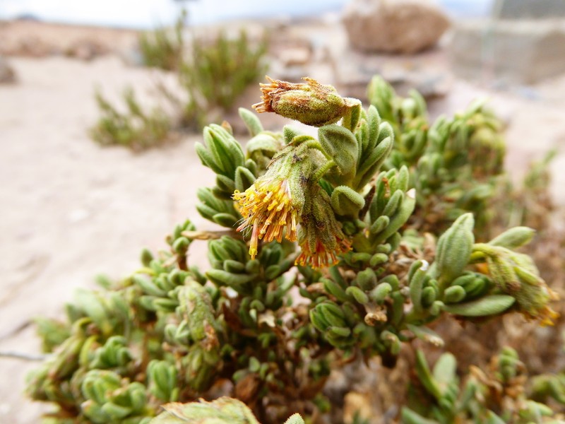 Senecio rufescens photo 6