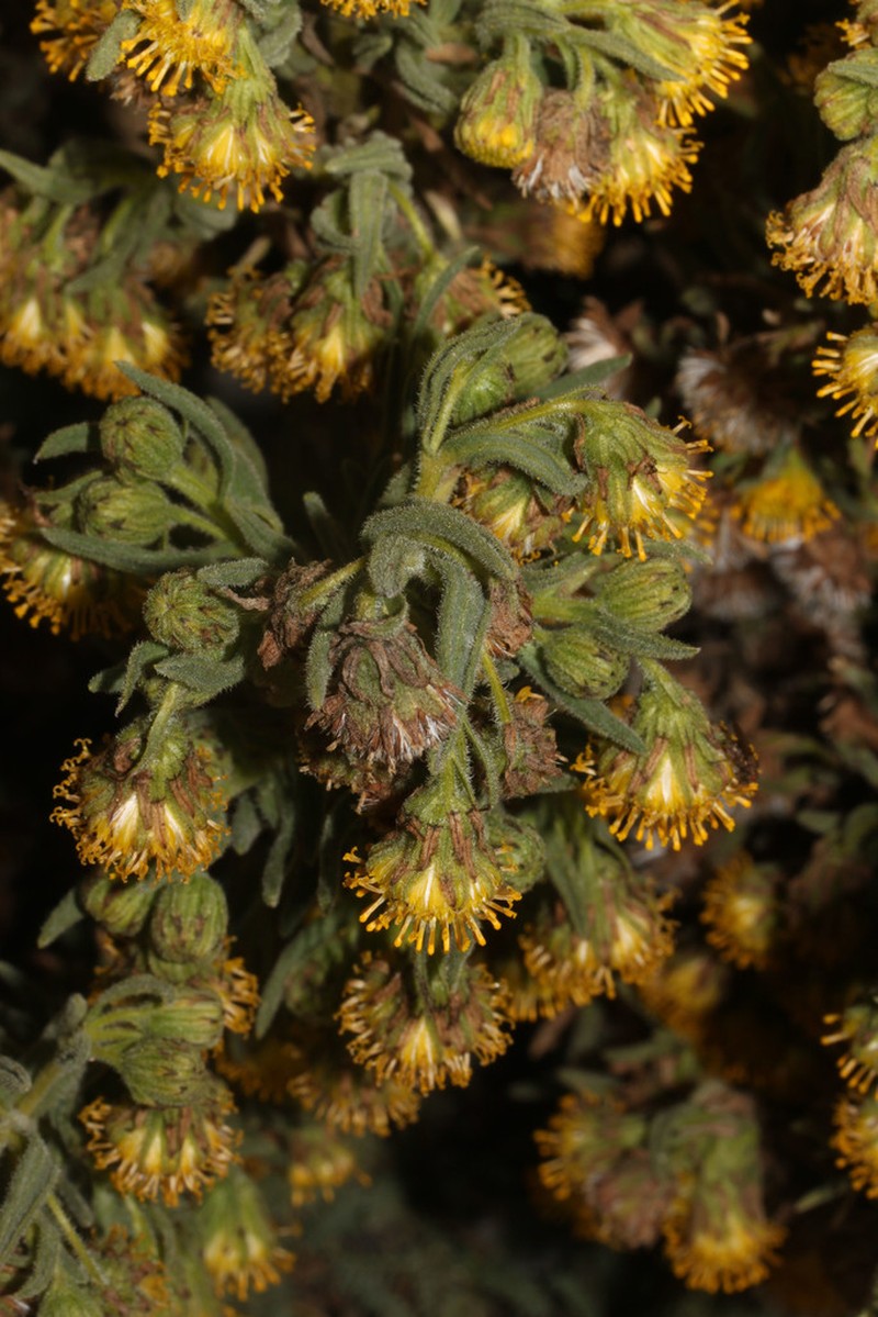 Senecio rufescens photo 7