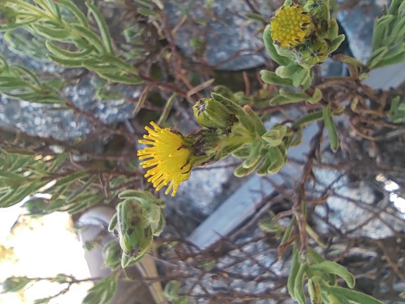Senecio rufescens photo 8