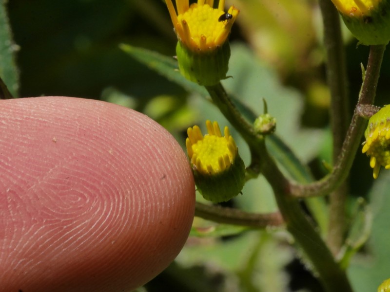 Senecio rufiglandulosus
