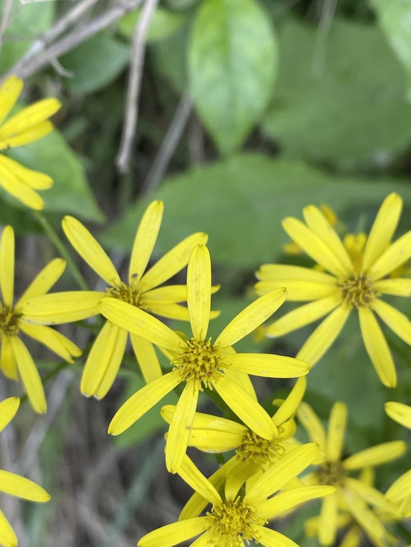 Senecio rufiglandulosus photo 3