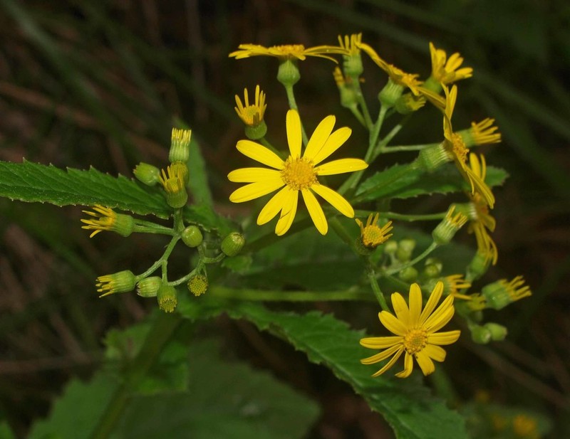 Senecio rufiglandulosus photo 4