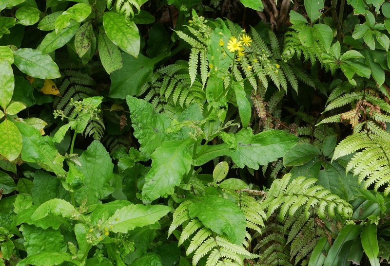 Senecio rufiglandulosus photo 5
