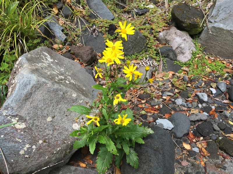 Senecio rufiglandulosus photo 6