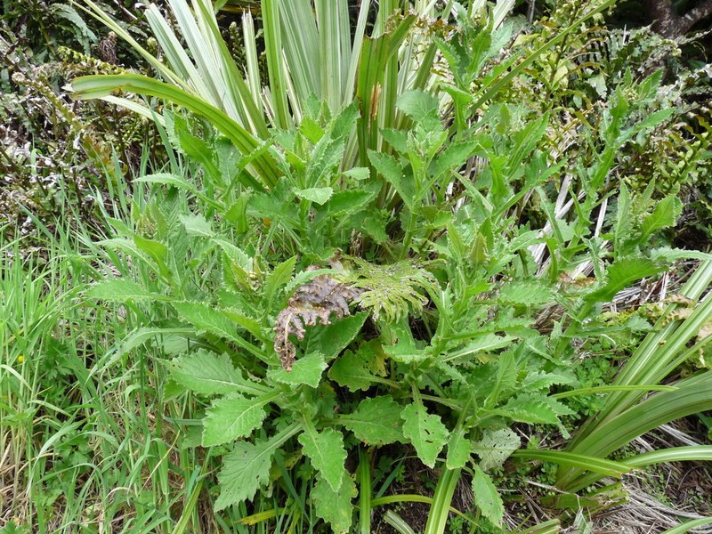 Senecio rufiglandulosus photo 7