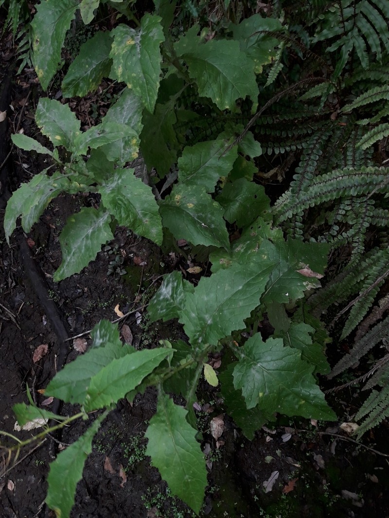 Senecio rufiglandulosus photo 8